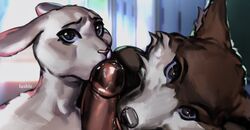 2021 anthro beastars canid canine canis collaborative collaborative_fellatio collaborative_sex disembodied_penis duo_focus erection fellatio female female_focus first_person_view genitals group group_sex haru_(beastars) hi_res juno_(beastars) lagomorph leporid licking looking_at_viewer lushle male male/female male_pov mammal nude oral penile penis penis_lick rabbit sex threesome tongue tongue_out wolf