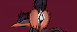 2021 anthro anus ass avian balls biped genitals male nude oxfort2199 presenting presenting_hindquarters red_background red_eyes simple_background solo