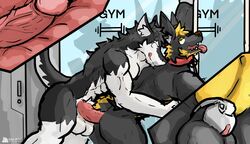 1526694375 abs anthro bondage canid canine canis discordnight duo genitals gym hi_res humanoid_genitalia humanoid_penis male male/male mammal muscular penis sergal wolf