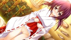 16:9 akatsuki_tetora black_eyes blush breasts censored embarrassed female game_cg grass hakama hakama_lift highres japanese_clothes legs looking_down miko no_panties otome_ha_karen_ni_koi_ni_mai! purple_hair pussy short_hair standing thighs tied_hair twintails