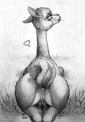 alpaca anus camelid crotchboobs ecmajor female feral genitals hi_res mammal monochrome pussy raised_tail solo tail tongue tongue_out vulva_piercing