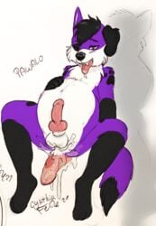 anthro balls belly belly_expansion belly_inflation big_(disambiguation) big_penis bodily_fluids canid canine canis cum cynthiafeline domestic_dog duo expansion fur genital_fluids genitals hi_res inflation male male/male male_focus male_only mammal pawalo penis purple_body purple_fur wolf