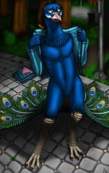 anthro avian barefoot beak bird blue_body blue_feathers bottomless clothed clothing discarded_clothing feathers feet galliform hi_res jacket knotty_curls maxedge navel open_clothing open_jacket open_topwear outside peacock_feather peafowl phasianid public_nudity solo talons topwear undressing