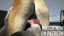 3d 3d_(artwork) advertisement animal_genitalia animal_penis animated anthro canid canine canine_penis canis close-up detailed_background digital_media_(artwork) duo female fox fur genitals gif glistening isal knot loop male male/female mammal penetration penis wolf