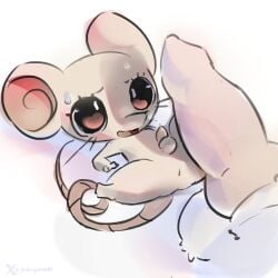 1:1 animal_genitalia animal_penis anus balls black_eyes bodily_fluids canine_genitalia canine_penis chuji_(one_piece) duo feral fur genitals godforgiveme4 grey_body grey_fur hi_res knot lying male male/male male_only mammal mouse murid murine on_back one_piece penis rodent size_difference sweat tail tapering_penis