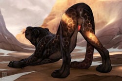 anatomically_correct anatomically_correct_genitalia anatomically_correct_penis anchee animal_genitalia animal_penis anus ass ass_up balls black_anus black_body black_fur blackfurball bodily_fluids claws cum cum_drip cum_in_ass cum_inside cum_leaking cum_on_balls digitigrade dripping erection felid feline feline_penis feline_sheath feral fur genital_fluids genitals leopard light male mammal mountain pantherine penile_spines penis presenting presenting_anus presenting_balls presenting_hindquarters presenting_penis quadruped rear_view sheath solo stretching sunlight tongue tongue_out whiskers