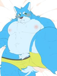 0119_muu 2021 anthro belly blue_body blue_fur blush bulge canid canine canis clothing fur genitals kemono lying male male_only mammal moobs nipples overweight overweight_male penis pubes solo underwear wolf