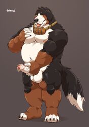 2021 absurd_res anthro balls black_body black_fur blush brown_body brown_fur canid canine canis domestic_dog erection fur genitals hi_res humanoid_genitalia humanoid_hands humanoid_penis jumperbear kemono male mammal mountain_dog musclegut overweight overweight_anthro overweight_male penis simple_background solo white_body white_fur