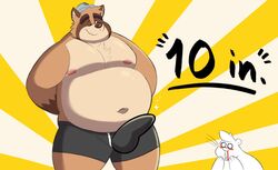 2021 absurd_res anthro belly blood bodily_fluids brown_body bulge canid canine clothed clothing duo erection erection_under_clothing hi_res lutrine male mammal moobs mustelid navel nipples nosebleed overweight overweight_male raccoon_dog simple_background smashbeaw tanuki underwear