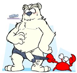 2021 2boys anthro bear blush chubby club_penguin color crab digital_media_(artwork) disney eyebrows fur furry gay glans herbert_p._bear humanoid_hands humanoid_penis klutzy_(club_penguin) male male_only motion_lines naughtybassard nipples penis polar_bear semi-erect solo_focus sweat sweatdrop torquewintress underwear undressing unibrow video_games white_fur yaoi