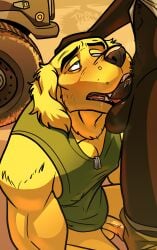 absurd_res anthro balls bird_dog black_body black_fur blush bottomwear bottomwear_down canid canine canis clothed clothing dog_tags domestic_cat domestic_dog felid feline felis fellatio fur genitals golden_retriever hi_res humanoid_genitalia humanoid_penis hunting_dog male male/male male_anthro mammal military military_clothing musk musk_cloud musky_balls musky_penis oral outdoor_nudity outside outside_sex pants pants_down partially_clothed penile penis raised_clothing raised_shirt raised_topwear retriever russell_ashwood_(thekbear) sex shirt teabone_tsul teeth thekinkybear toothy_fellatio topwear yellow_body yellow_fur