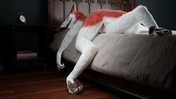 3d_(artwork) absurd_res anthro ascaniololololol ass barefoot claws digital_media_(artwork) feet female fingers fur genitals hi_res nude open_mouth paws pussy sergal sleeping solo toes tongue unconscious