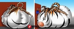 anthro big_breasts big_horse breasts comic drinking felid female full full_body_inflation fur fuusenroba genitals hair inflation mammal nipples nude outside pantherine pussy ready_to_pop simple_background solo spherical_inflation stuck tiger umi_(big_horse) water water_inflation