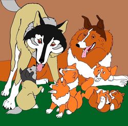 all_fours anonymous_artist border_collie canid canine canis collie domestic_dog father father_and_child father_and_son female happy male mammal mother mother_and_child pastoral_dog rollriver sheepdog white_fang wolf wolfdog