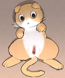 2021 :< a_cat_is_fine_too absurd_res domestic_cat felid feline felis female feral fur furry furry_only genitals hi_res looking_at_viewer lying mammal nagameruneko on_back orange_body orange_fur plump_labia pussy rinrin_(pixiv) shikaruneko_(series) tail