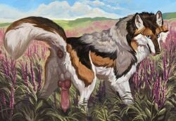 absurd_res brown_body brown_fur canid canine canis feral field friduwulf fur genitals grey_body grey_fur hi_res knot knotted_penis looking_at_viewer male mammal penis presenting raised_tail solo standing tail wavyrr white_body white_fur wolf