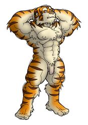 1boy 2004 anthro armpit_hair balls body_hair felid flaccid genitals humanoid_genitalia humanoid_penis kemono low_res male male_only mammal muscular muscular_anthro muscular_male pantherine penis simple_background solo tiger white_background yuuki-abe