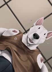 abs anthro bodily_fluids bulge bull_terrier canid canine canis domestic_dog hi_res hunting_dog julius_(tush) male mammal muscular muscular_male nipples pecs solo sweat teeth terrier tush tush_(artist)