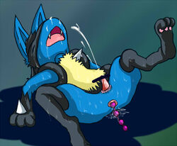 anal_beads blue_fur canine closed_eyes cum ejaculation fangs garuruspring lucario no_humans open_mouth pawpads pokemon pokemon_(species) pokemon_dppt sex_toy