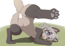 4_toes all_fours anthro anus anus_only asian_clothing ass blue_eyes blush breasts brown_body brown_fur camel_toe canid canine claws clothing digitigrade east_asian_clothing eye_through_hair eyebrow_through_hair eyebrows feet female fur grey_body grey_fur grey_hair hair japanese_clothing kemono koorinezumi looking_at_viewer looking_back maebari mammal multicolored_body multicolored_fur nipples nude one_leg_up open_mouth pawpads paws presenting presenting_hindquarters pussy_tape raccoon_dog raised_leg rear_view simple_background small_breasts solo tanuki toe_claws toes translucent translucent_hair two_tone_body two_tone_fur