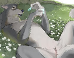 2021 anthro canid canine canis condom detailed_background female field flat_chest flower fur furry furry_only genitals grass grey_body grey_fur holding_condom holding_object kemono kikurage looking_at_object lying mammal multicolored_body multicolored_fur nude on_back open_mouth outside plant pussy semi-anthro sexual_barrier_device solo spread_legs spreading tail tree two_tone_body two_tone_fur wolf yellow_eyes