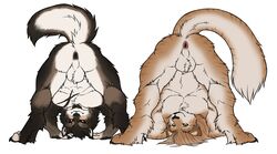 2021 anthro anus ass ass_up backsack ball_tuft balls black_body black_fur black_sclera brown_body brown_fur canid canine canis digitigrade duo facial_scar felid fur fuzzikayu genitals grey_body grey_fur hi_res hybrid liger lion male male_only mammal multicolored_body multicolored_fur muscular muscular_anthro muscular_male pantherine perineum presenting presenting_hindquarters raised_tail scar simple_background stripes tuft vampirika white_body white_fur wolf yellow_eyes