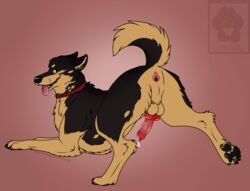 anatomically_correct anatomically_correct_genitalia anatomically_correct_penis animal_genitalia animal_penis anus ass ass_up balls bodily_fluids breath canid canine canine_penis canis collar domestic_dog dripping feral fur genital_fluids genitals german_shepherd herding_dog knot looking_back male mama-hyena mammal panting pastoral_dog pawpads paws penis precum precum_drip presenting presenting_anus presenting_hindquarters presenting_penis quadruped raised_leg raised_tail signature solo solo_focus watermark ych_result