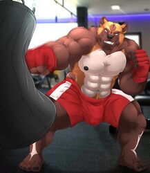 2021 abs anthro barazoku big_muscles bottomwear bulge clothing exercise fingerless_gloves genital_outline gloves gulonine gym handwear hi_res inside looking_at_viewer male male_only mammal muscular muscular_anthro muscular_male mustelid musteline navel nipples pecs penis_outline pubes punch punching_bag shorts smile solo standing taighet_28 vein wolverine workout