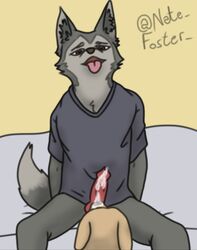 absurd_res animal_genitalia animal_penis beastars bird_dog bodily_fluids canid canine canis clothing cum digital_media_(artwork) domestic_dog ejaculation erection gay genital_fluids genitals grey_body hair hi_res hunting_dog hybrid jack_(beastars) labrador legoshi_(beastars) male male/male male_only mammal nate_foster nude penis retriever sex simple_background smile solo wolf wolfdog yaoi