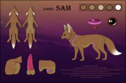 2023 animal_genitalia animal_penis balls canid canine canine_genitalia canine_penis chastity_cage chastity_device collar fennec_fox feral fox genitals hi_res male mammal model_sheet penis poliarnaya sam_(lavamouse) sheath solo solo_feral true_fox