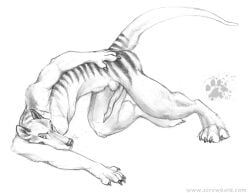 2007 animal_genitalia animal_penis anthro ass_up balls balls_above_penis blotch claws dasyuromorph erection finger_claws fur genitals long_penis looking_at_viewer male mammal marsupial monochrome paws penis presenting presenting_penis recently_extinct_species scratches_volume_1 simple_background solo stripes tail thylacine toe_claws traditional_media_(artwork) white_background