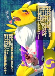 animal_genitalia animal_penis anthro bandai_namco canid canine canine_penis digimon digimon_(species) fid fox fur futanari genitals gynomorph herm intersex japanese_text mammal masturbation naïve penis renamon solo text yellow_body yellow_fur