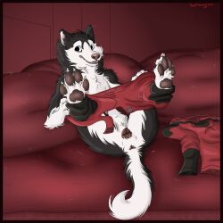 1:1 absurd_res animal_genitalia animal_vulva anthro anus black_border border canid canine canine_genitalia canine_vulva canis domestic_dog female genitals gthusky hi_res husky legs_up looking_at_viewer mammal nordic_sled_dog pawpads smile solo spitz