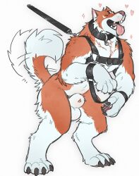 animal_genitalia anthro balls bound canid canine canis claws closed_eyes collar digitigrade domestic_dog fully_sheathed genitals hands_tied happy harness hi_res male male_only mammal nude open_mouth petplay puppyplay roleplay sheath solo tail tail_motion tailwag tongue tongue_out tritscrits