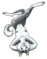 anthro black_nipples breasts canid canine canis curled_tail domestic_dog ear_piercing ear_ring female feralcatalyst husky mammal monodog monodog_(artist) nipples nordic_sled_dog nude one_eye_closed piercing pinup_pose solo spitz wink