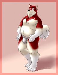 1boy 2018 alaskan_malamute anthro belly black_nose bravo bulge canid canine canis detailed_bulge domestic_dog fur furry genital_outline highres jockstrap male male_only mammal nordic_sled_dog overweight overweight_male penis_outline red_body red_fur simple_background solo spitz testicles_outline underwear white_fur