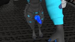 3d abs animal_genitalia animal_genitals animal_penis anthro anthro_only balls canid canine canine_genitalia canine_genitals canine_penis clothing erect erect_penis erection fur furry furry_only genitals grey_fur harness hi_res hoodie knot male male_only muscular muscular_anthro muscular_male penis penis_poke rexouium screenshot solo vrchat vrchat_avatar vrchat_media