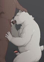 2021 anthro balls barontoko belly bodily_fluids brown_body brown_fur censored duo erection fur genital_fluids genitals hi_res humanoid_genitalia humanoid_hands humanoid_penis kemono male male/male mammal oral overweight overweight_male penis polar_bear precum simple_background sweat ursid ursine white_body white_fur