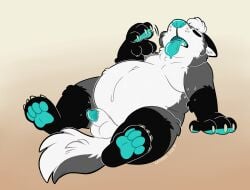 animal_genitalia anthro belly blue_nose blue_pawpads bodily_fluids canid canine canis clover_(cloverfusky) domestic_dog drooling fox genitals hi_res husky hybrid kaiizree male mammal nordic_sled_dog overweight overweight_male pawpads paws penis saliva sheath slightly_chubby slightly_chubby_male solo spitz sweat sweatdrop tongue tongue_out