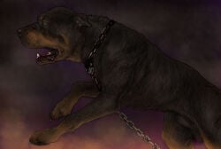2026 animal_genitalia black_body black_claws black_fur black_nose bound brown_markings canid canine caninsector canis chain chain_collar chained chained_collar claws collar detailed domestic_dog feral fully_sheathed fur genitals male mammal markings mastiff molosser realistic realistic_feral rottweiler sheath solo