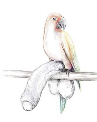 1boy avian balls beak bird feathers feral furry genitals humanoid_genitalia humanoid_penis male penis pulsar solo traditional_media_(artwork)