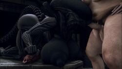 1boy 1futa 3d_(artwork) alien alien_(franchise) alien_girl animated athletic_futanari big_ass big_breasts dat_ass deepthroat face_fucking fellatio female_xenomorph futanari futanari/male huge_ass huge_breasts human human_on_humanoid human_penetrating humanoid light-skinned_male male_on_futa rayhuma sex tagme throat_fuck video xenomorph