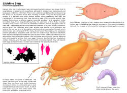 Dr. Elizabeth (Ttp) Rule 34 Image