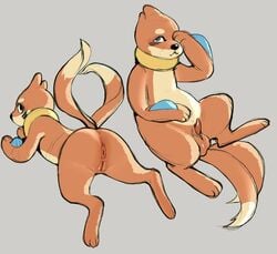 2021 2_tails absurd_res anus balls black_nose buizel duo female feral fur genitals hi_res male multi_tail nintendo nude orange_body orange_fur paws penis pokémon_(species) pokemon pussy simple_background snofu video_games