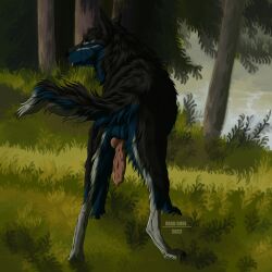 1:1 animal_genitalia animal_penis anthro balls black_body black_fur blue_balls blue_body blue_fur butt_tuft canid canine canine_genitalia canine_penis cheek_tuft closed_smile facial_tuft fur genitals grass hi_res knot leg_tuft male mammal mouth_closed msdeadsoul neck_tuft orange_eyes outside penis plant rear_view red_penis red_tongue smile solo tongue tongue_out tree tuft water