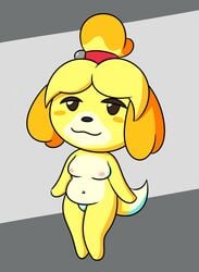 animal_crossing anthro breasts canid canine canis domestic_dog female forcekin genitals hair_elastic hi_res isabelle_(animal_crossing) mammal nintendo nude pussy shih_tzu simple_background solo toy_dog video_games