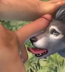 1boy 1girls 3d animated anthro ball_lick ball_licking batesz canine female human human_on_anthro human_penetrating interspecies lowres male male/female mp4 no_sound oral penis_on_face penis_on_forehead penis_on_head saliva_string shorter_than_10_seconds sweaty tongue vertical_video video warcraft werewolf werewolf_girl worgen worgen_female world_of_warcraft