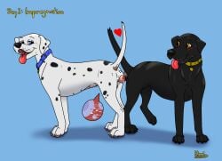 animal_genitalia animal_penis anus ass_to_ass balls bird_dog black_body black_fur black_nose blue_eyes bodily_fluids canid canine canine_genitalia canine_penis canine_vulva canis close-up collar cum cum_from_vagina cum_in_vagina cum_inside dalmatian domestic_dog duo female feral feral_on_feral feral_penetrated feral_penetrating feral_penetrating_feral fur genital_fluids genitals heart_symbol hi_res hunting_dog impregnation jack_(kinaj) kinaj kinktober_2024 knotting labrador leaking male male/female mammal markings multi_nipple nipples orange_eyes ovum penetration penis retriever sex sheath sperm_cell spots spotted_body spotted_fur tania_(kinaj) white_body white_fur