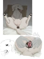 3:4 angra animal_genitalia animal_pussy animal_vulva bird_dog canid canine canine_genitalia canine_pussy canine_vulva canis censored domestic_dog female feral fingers genitals golden_retriever hunting_dog mammal nude presenting pussy retriever smile solo_focus spread_legs spreading tail vulva zoophilia