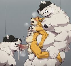 anthro bear bodily_fluids canid canine canis clothing cum cum_in_mouth cum_inside daxterdingo dingo genital_fluids group hat headgear headwear hi_res jumperbear male male/male mammal musclegut muscular muscular_male nipples nude oral polar_bear saliva size_difference stomach_bulge sweat tongue tongue_out trio ursine